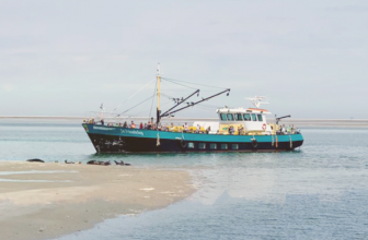 waddenveer de vriendschap zeehonden