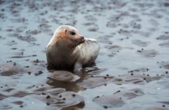 waddenzee