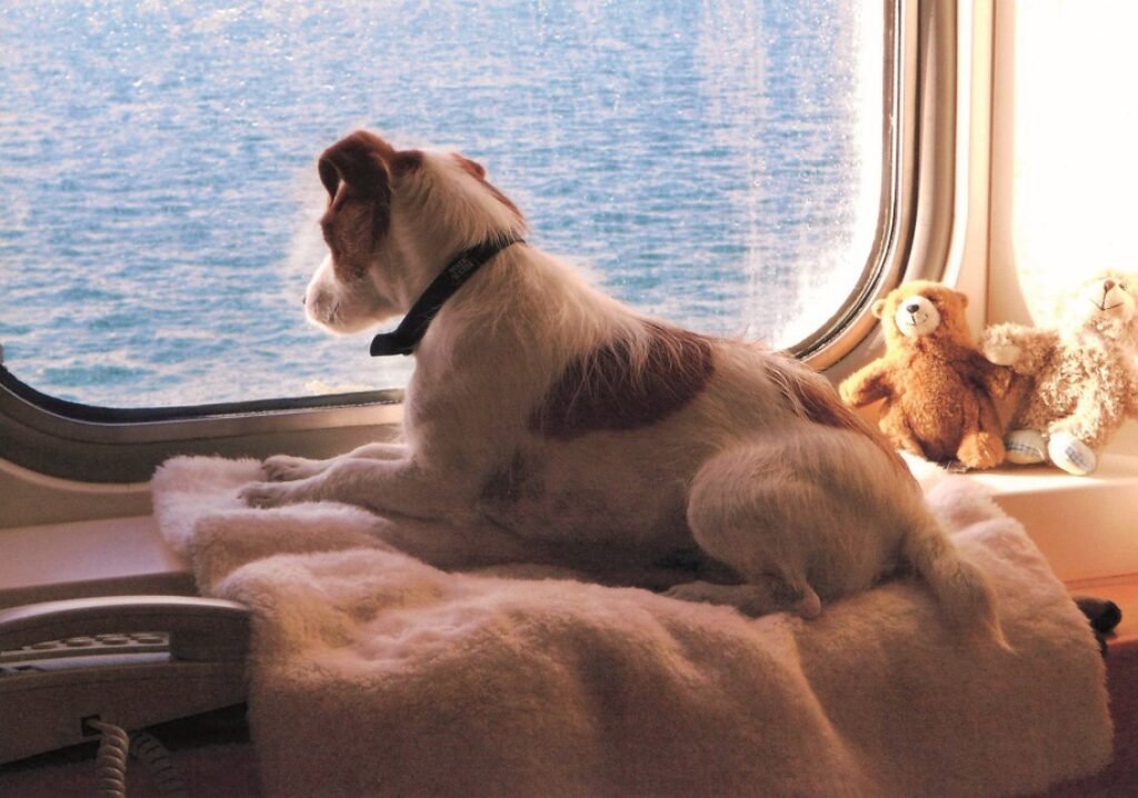 Pet-friendly cabins (Brittany Ferries)